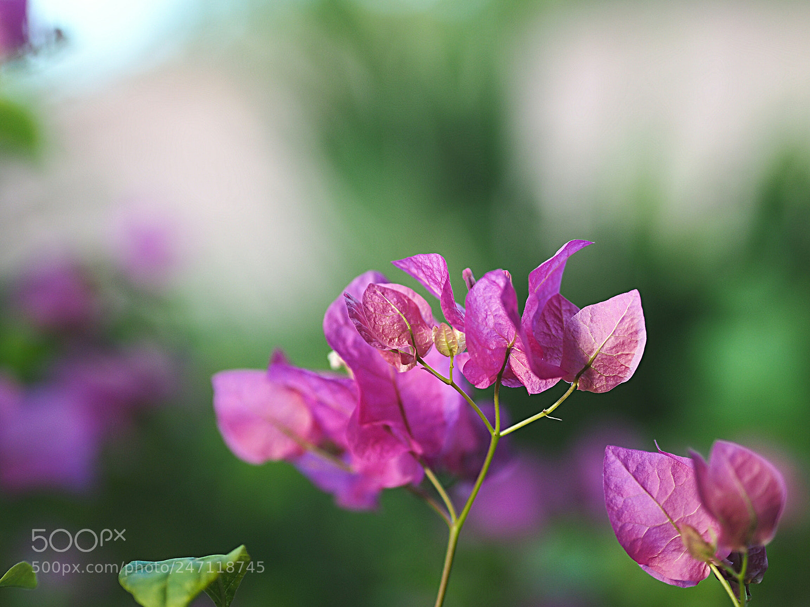 Olympus OM-D E-M1 sample photo. Untitled photography