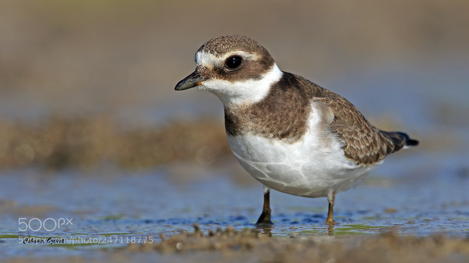 Canon EOS 7D Mark II sample photo. Common ringed plover. photography