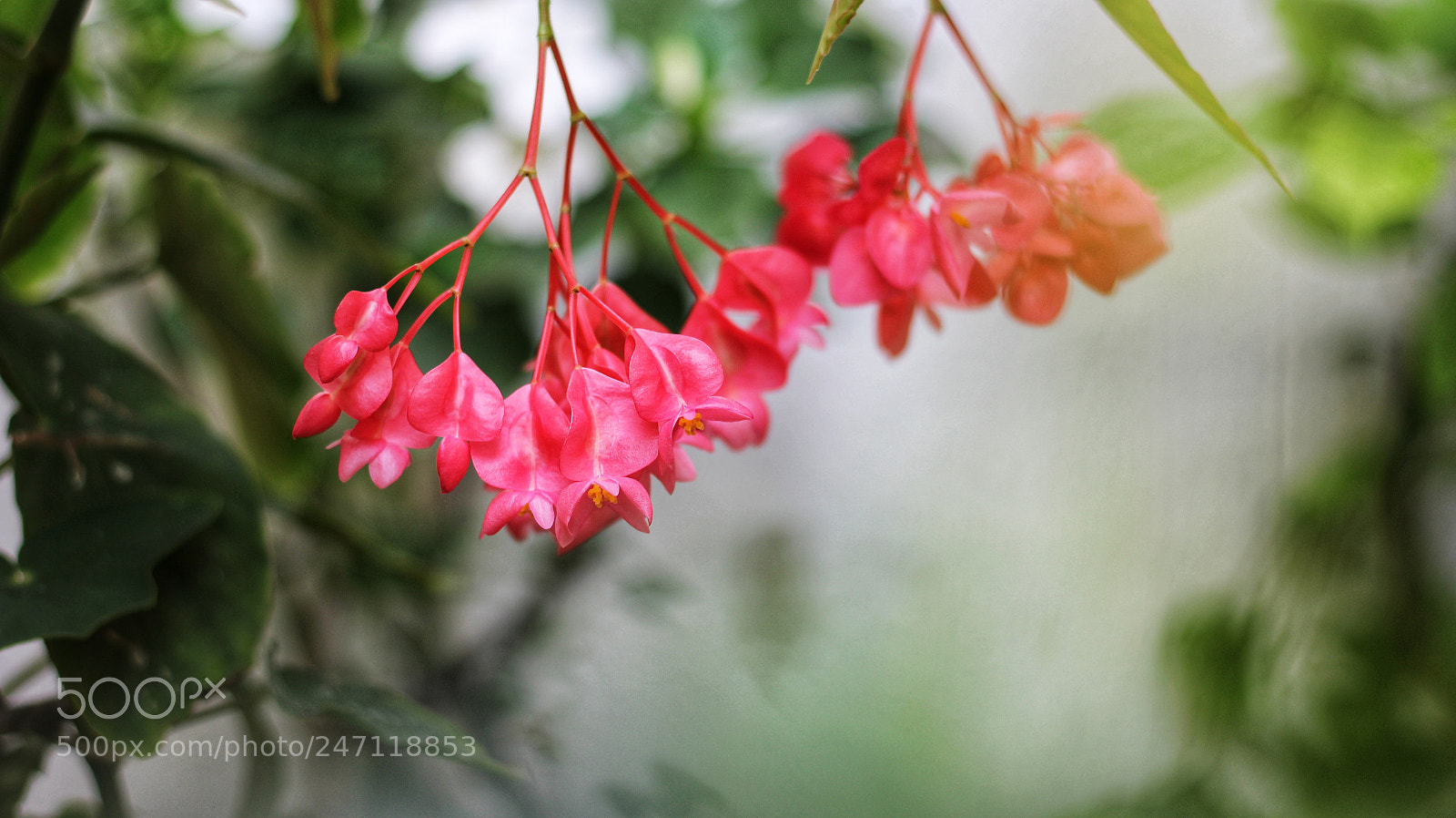 Canon EOS 1200D (EOS Rebel T5 / EOS Kiss X70 / EOS Hi) sample photo. Untitled photography