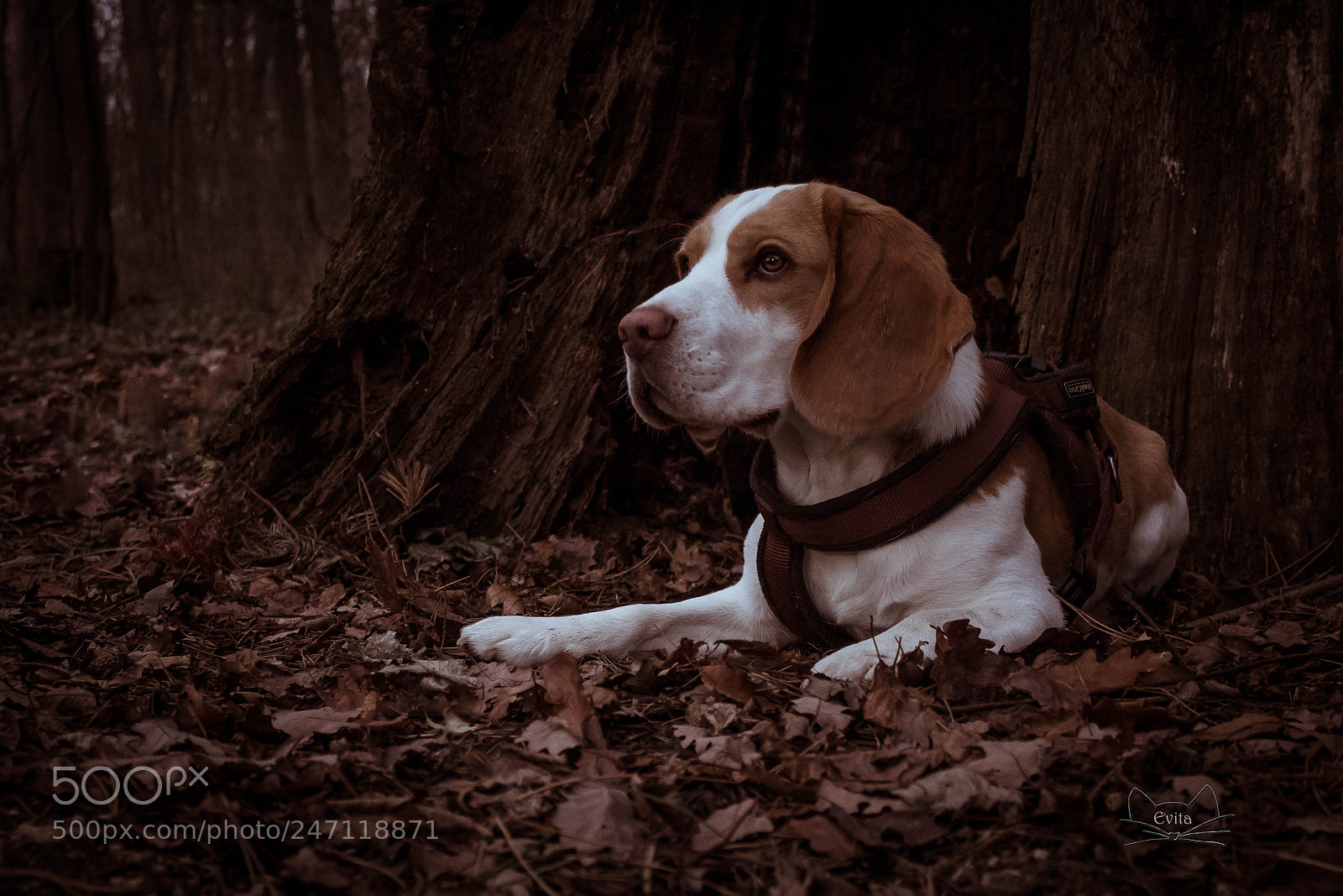 Canon EOS 1300D (EOS Rebel T6 / EOS Kiss X80) sample photo. Kenzo the beagle photography