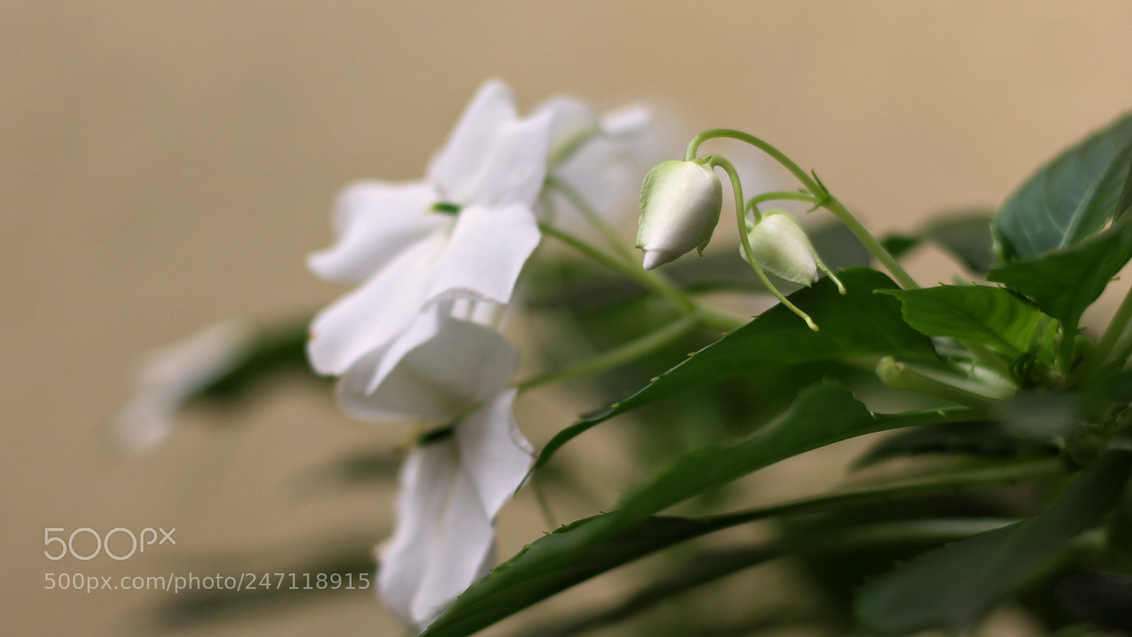 Canon EOS 1200D (EOS Rebel T5 / EOS Kiss X70 / EOS Hi) sample photo. Untitled photography
