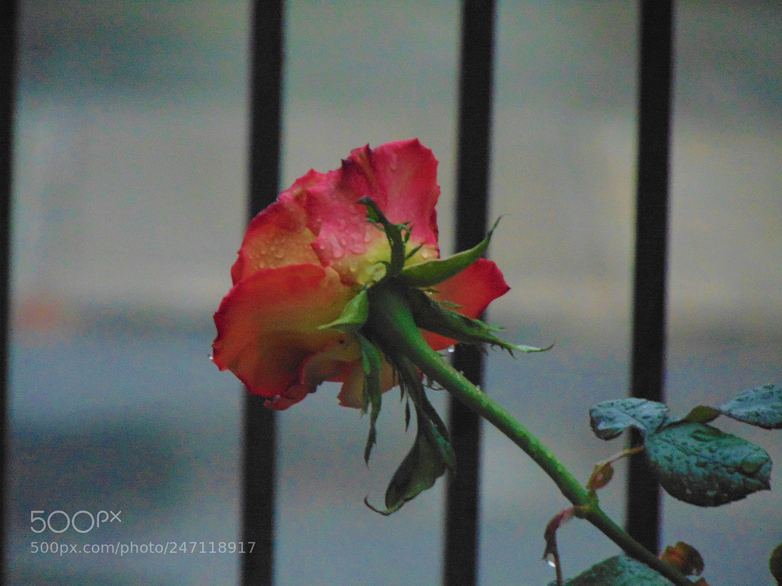 Sony Cyber-shot DSC-H300 sample photo. Come back photography