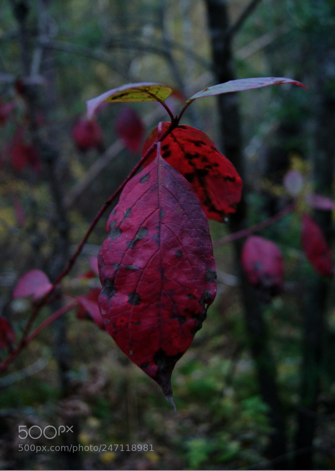 Sony Alpha DSLR-A500 sample photo. осень photography