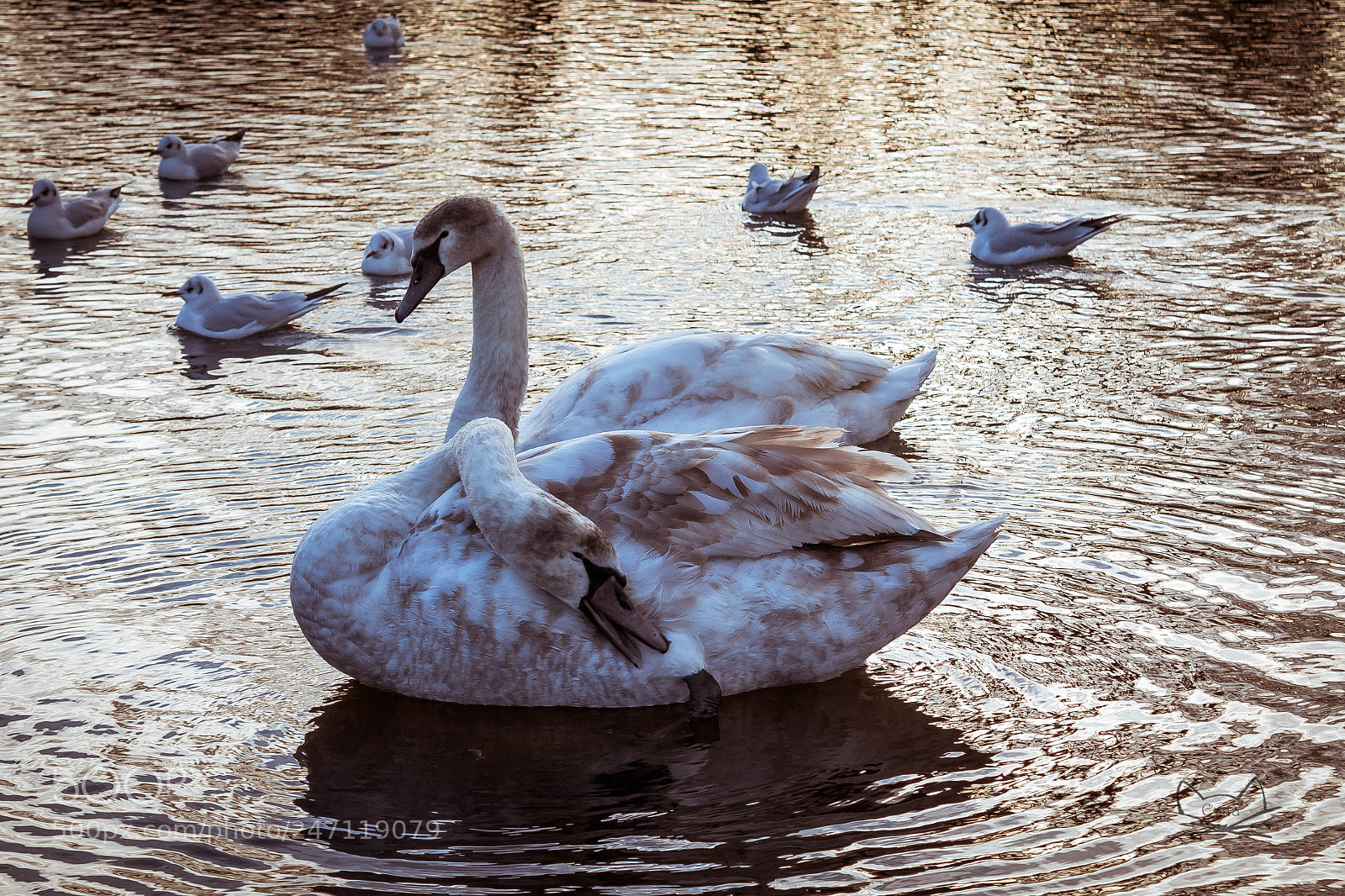 Canon EOS 1300D (EOS Rebel T6 / EOS Kiss X80) sample photo. Swan is getting himself photography
