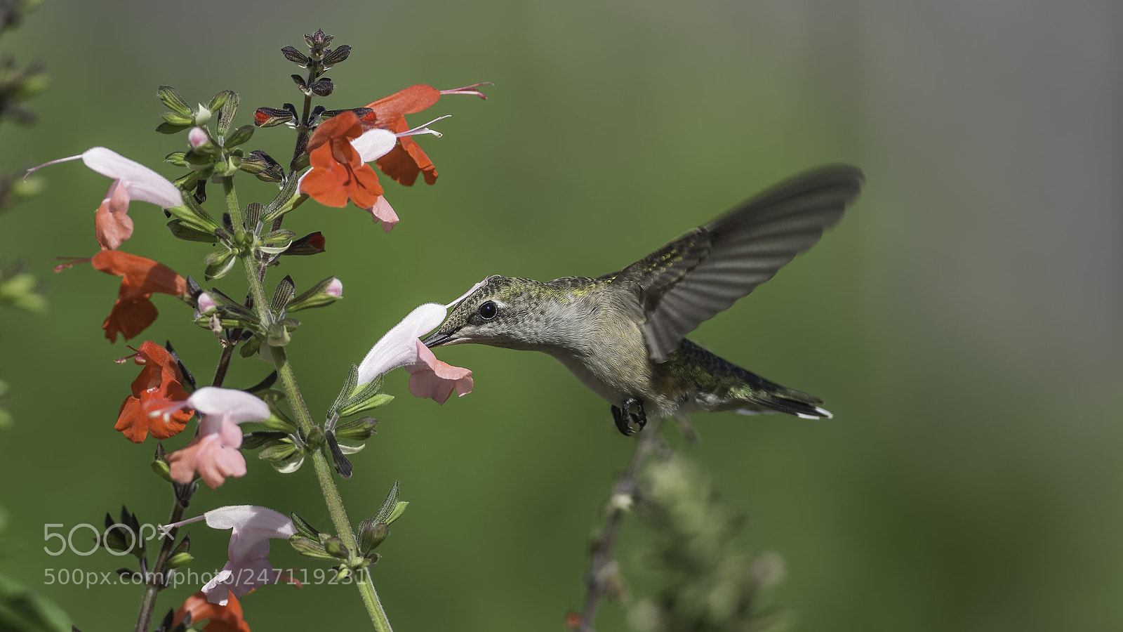 Nikon D7100 sample photo. The dance of pollination photography