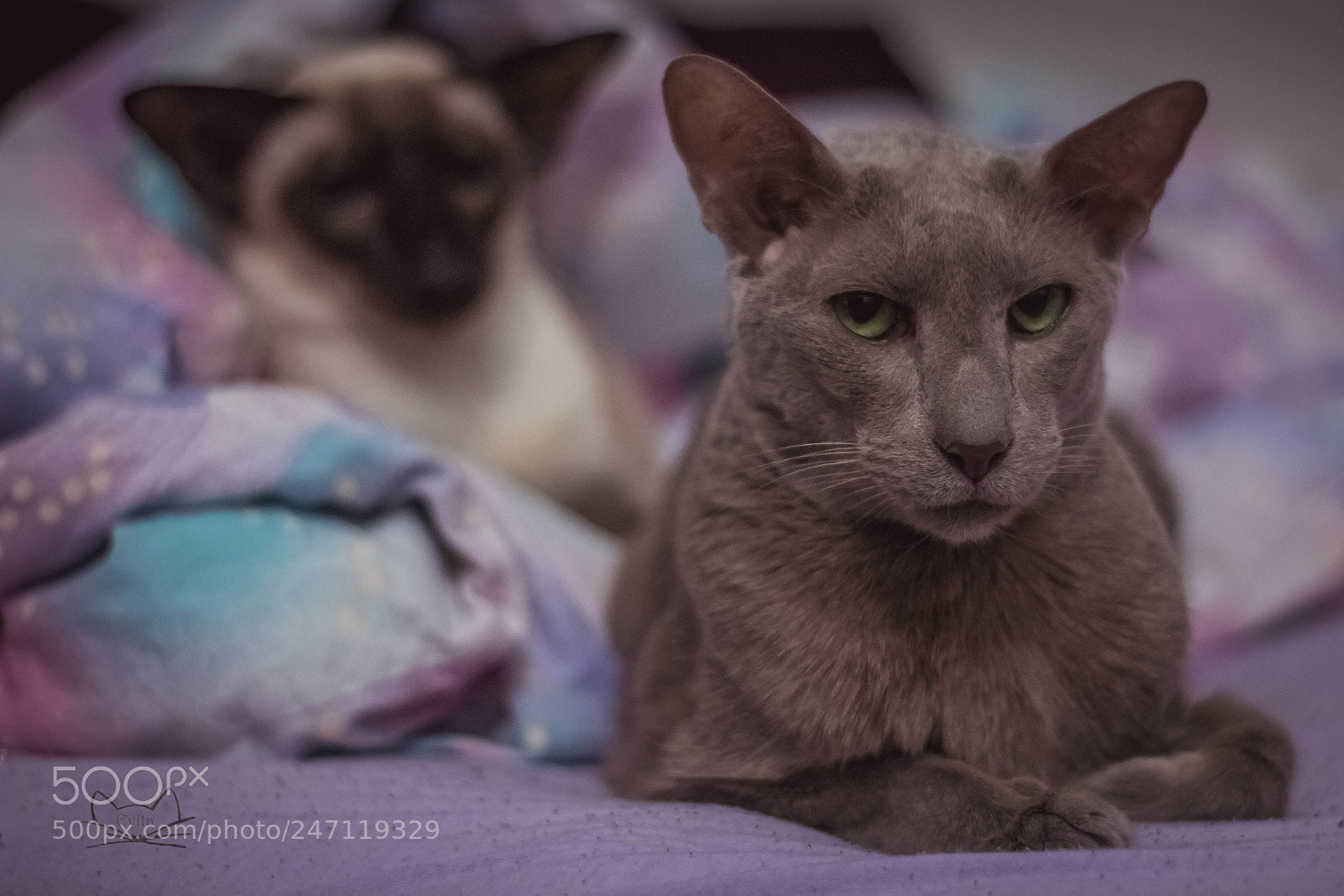 Canon EOS 1300D (EOS Rebel T6 / EOS Kiss X80) sample photo. He doesnt really like photography