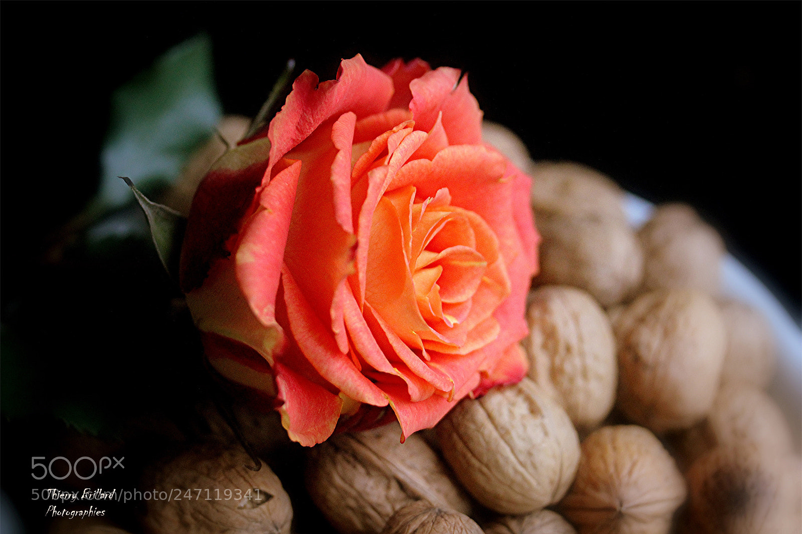Canon EOS 600D (Rebel EOS T3i / EOS Kiss X5) sample photo. Rose et noix photography