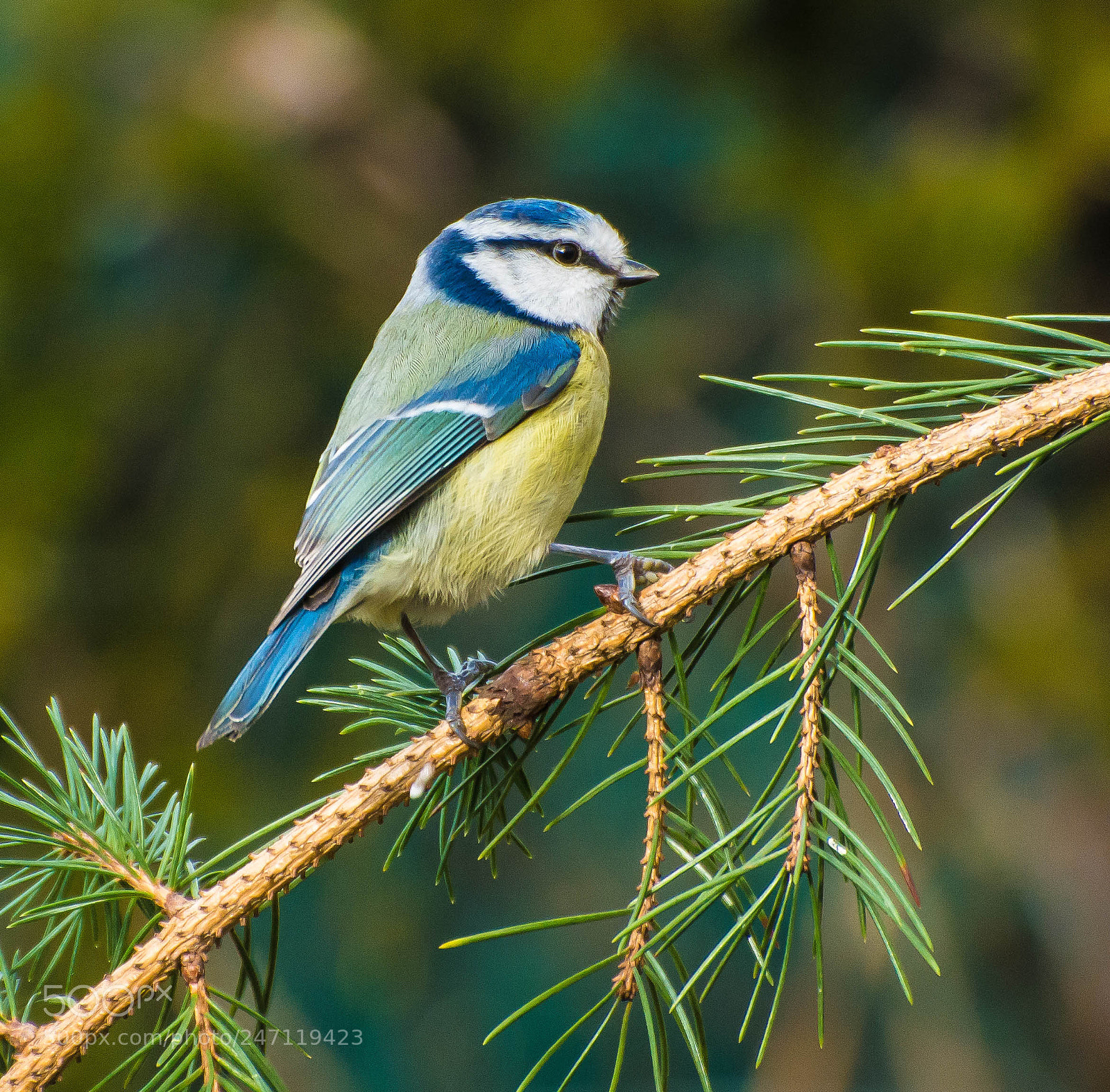 Nikon D7100 sample photo. Blue tit photography