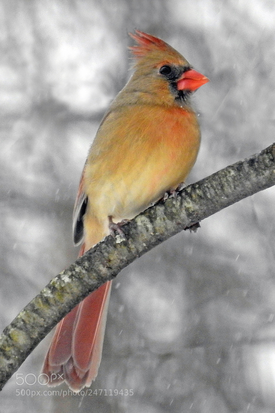 Nikon Coolpix P900 sample photo. Cardinal in winter photography
