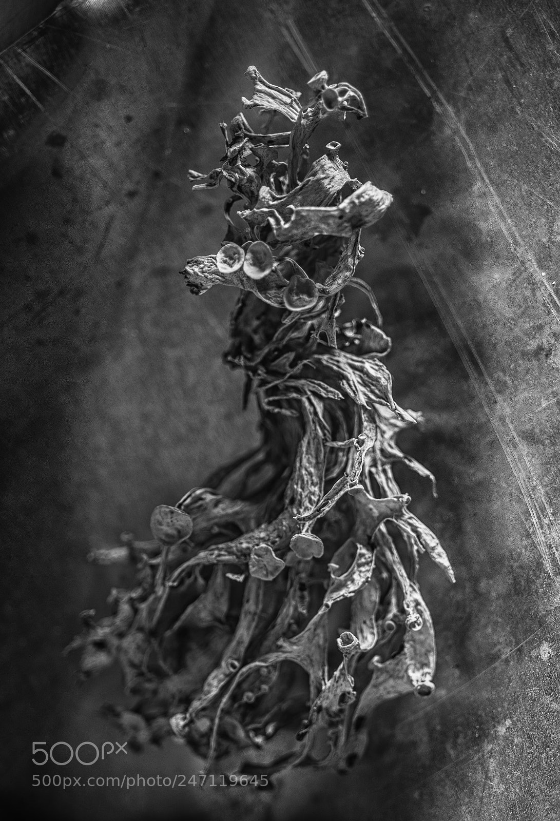 Sony a7 sample photo. Lichen sculptural photography