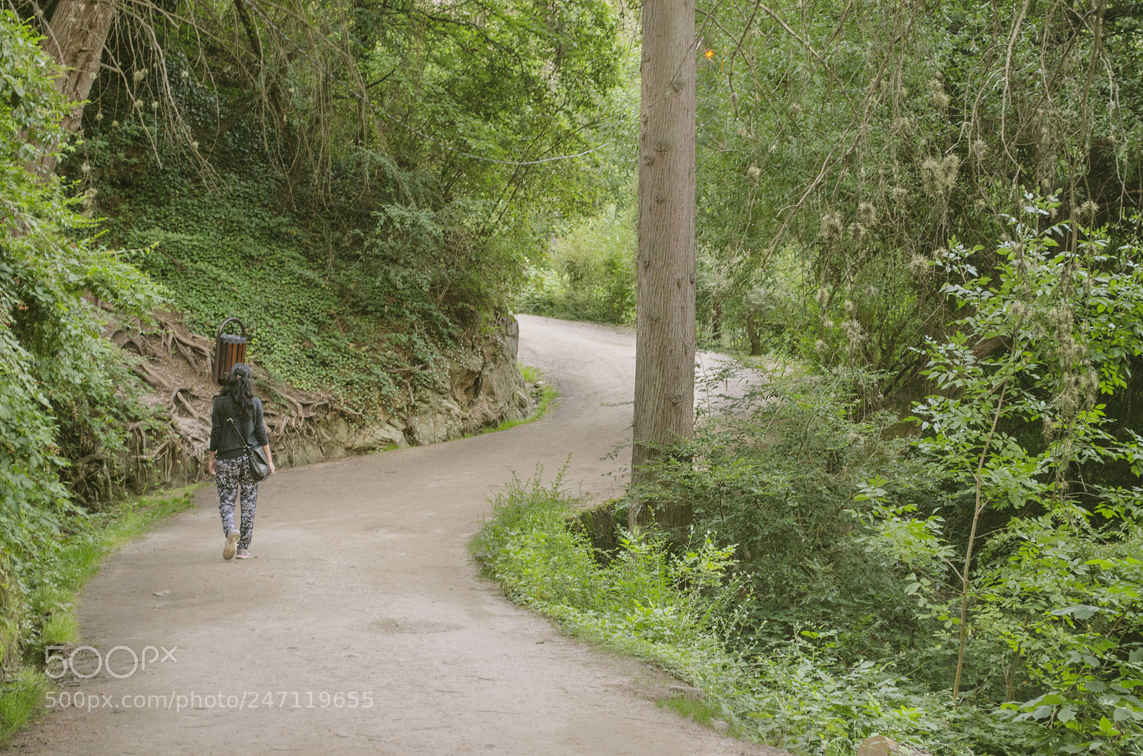 Nikon D5100 sample photo. Bosque sinuoso photography