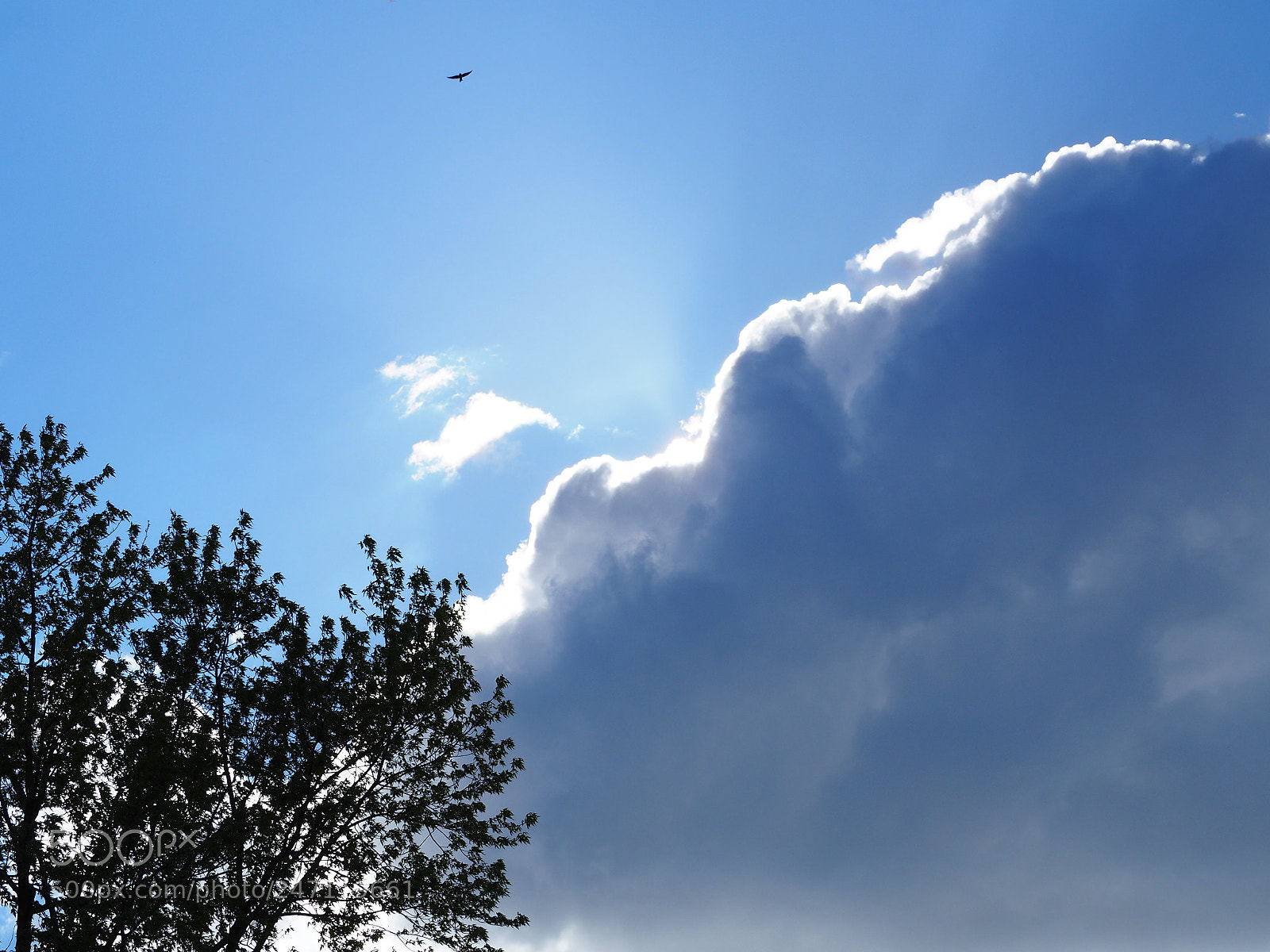Olympus OM-D E-M10 II sample photo. Tree cloud photography