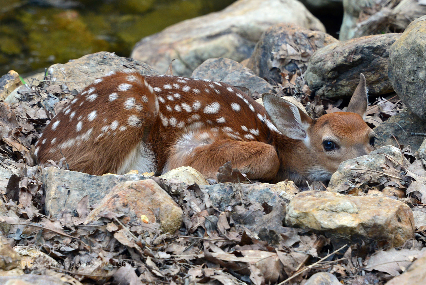 Nikon D610 sample photo. Newborn fawn photography