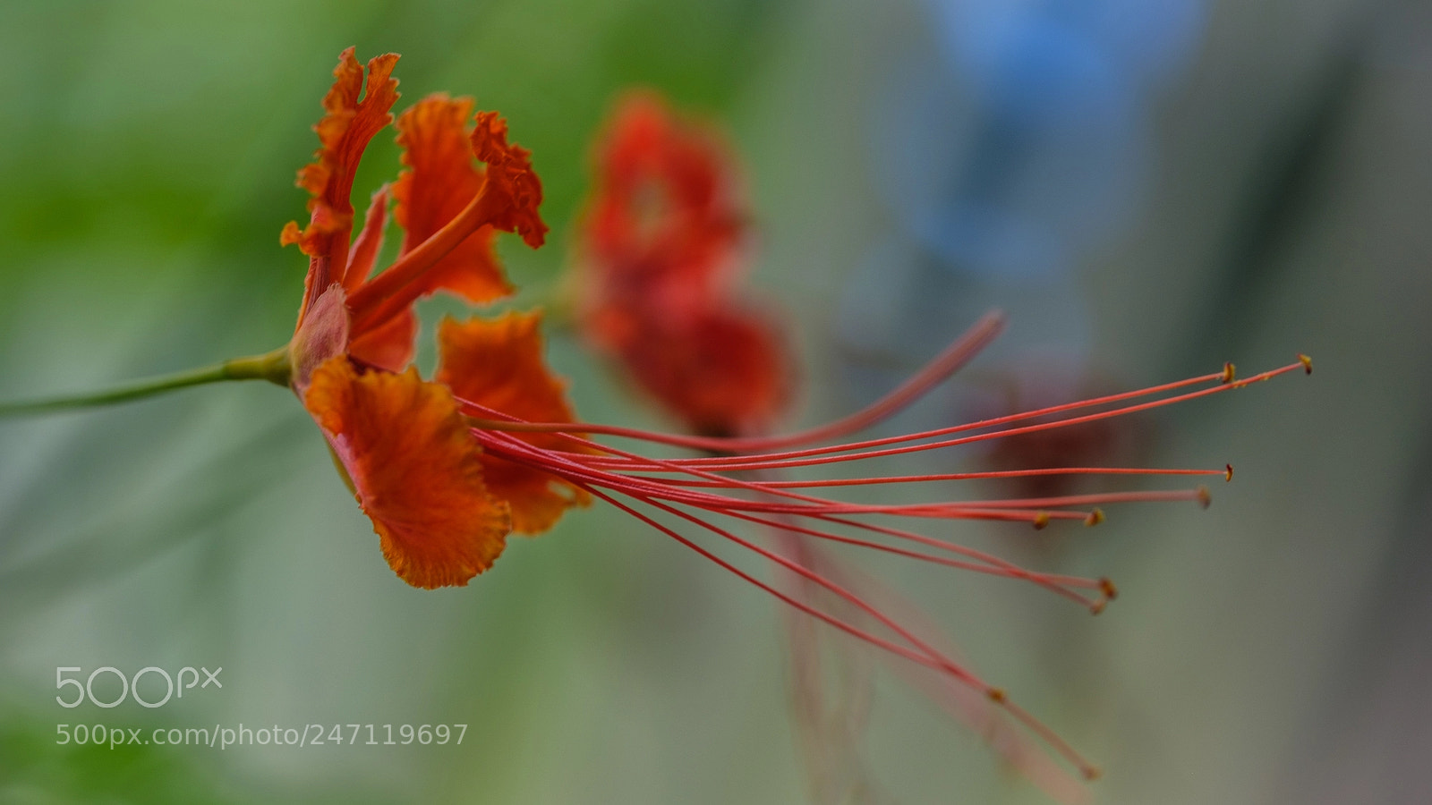 Fujifilm X-T2 sample photo. Pfauenstrauch (caesalpinia pulcherrima) photography