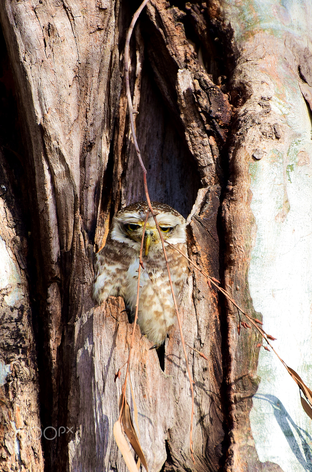 Nikon D5300 sample photo. :: id - spotted owlet :: photography
