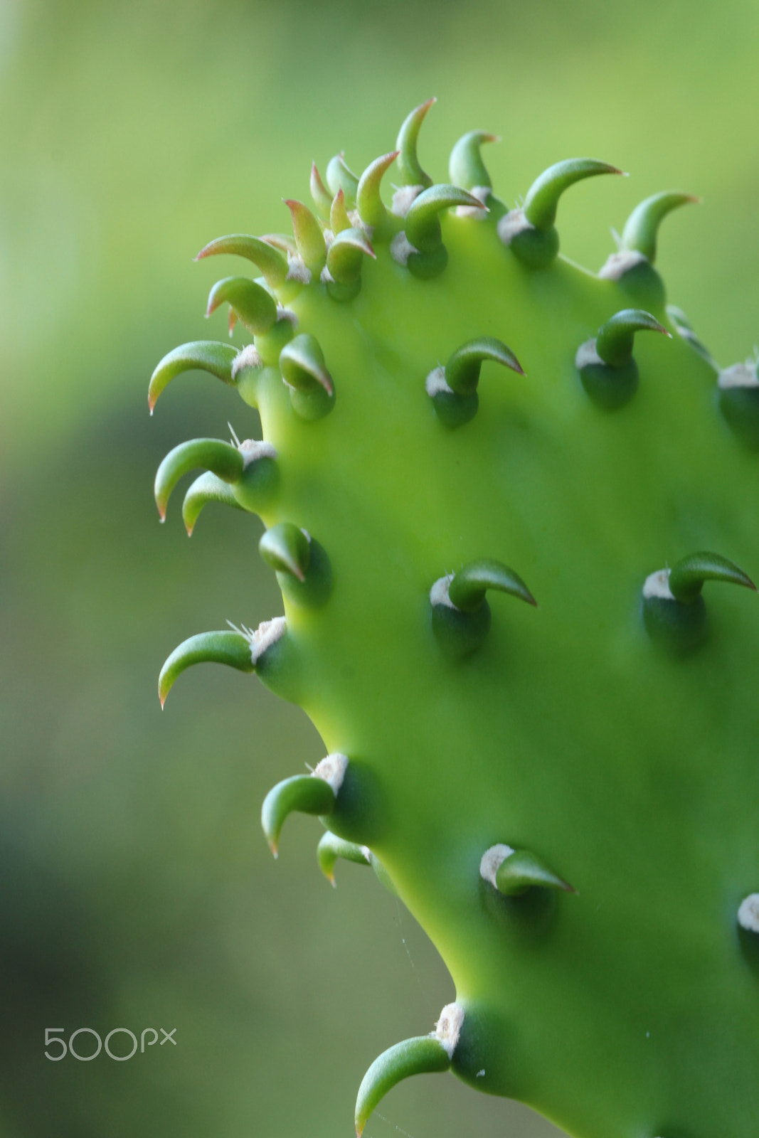 Canon EF 100mm F2.8L Macro IS USM sample photo. Crochet photography
