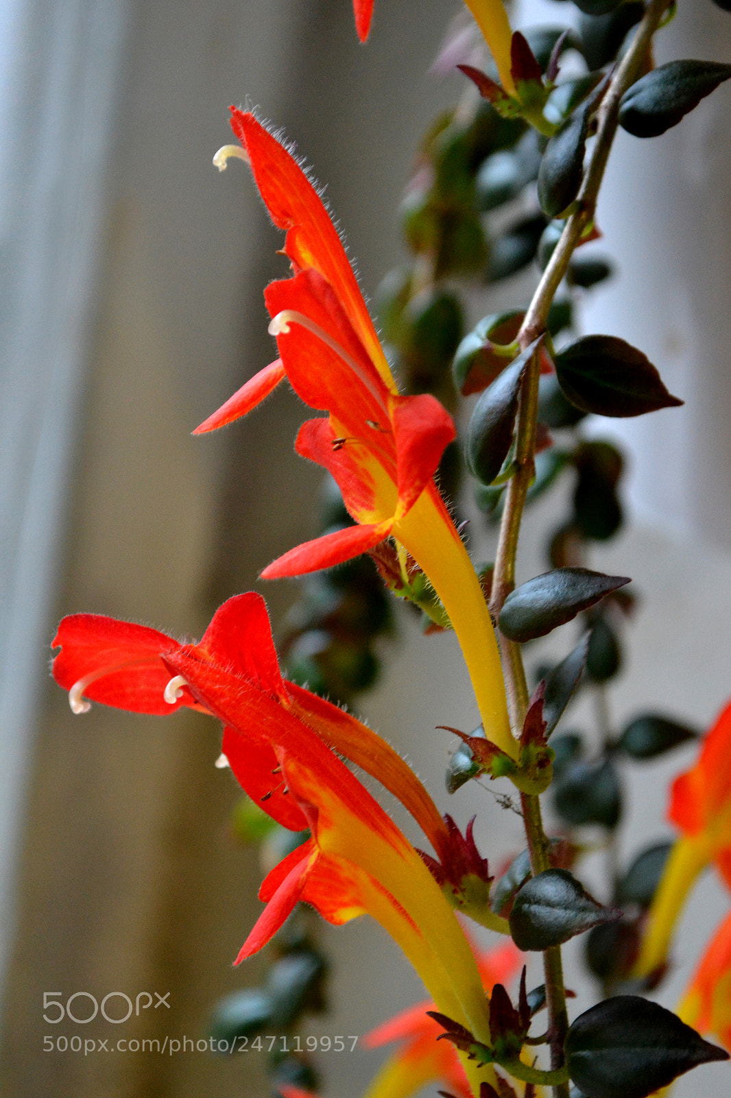 Nikon D3100 sample photo. Оранжевые цветы photography