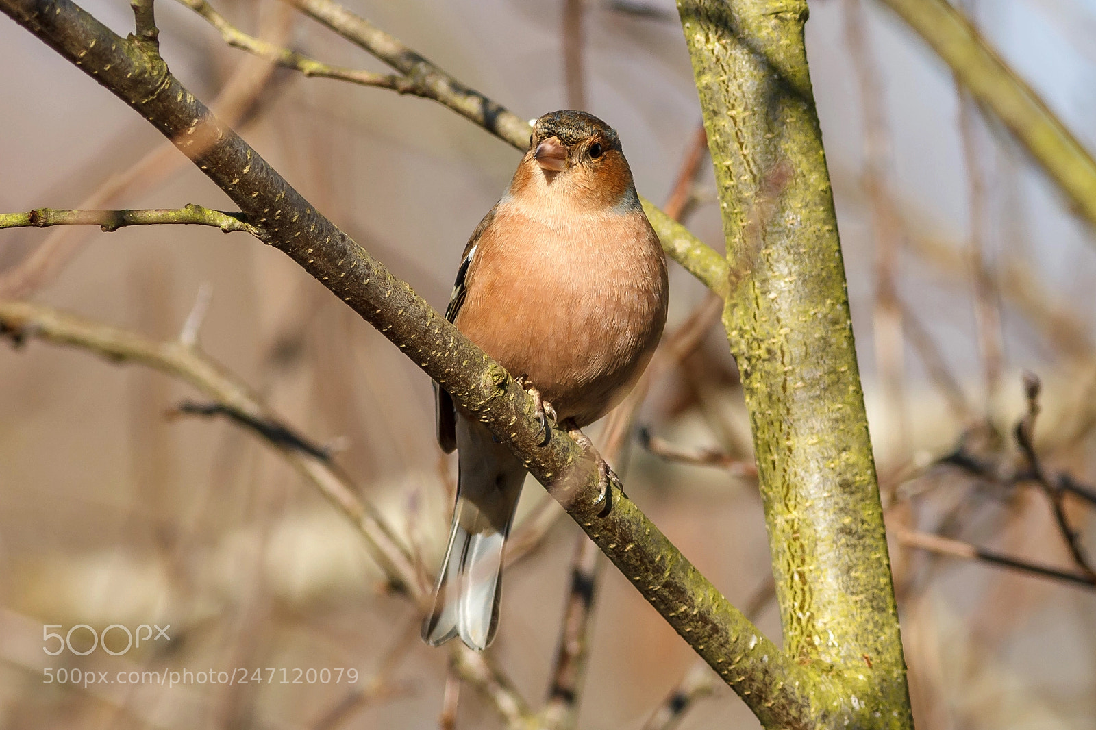 Canon EOS 1100D (EOS Rebel T3 / EOS Kiss X50) sample photo. Img chaffinch photography