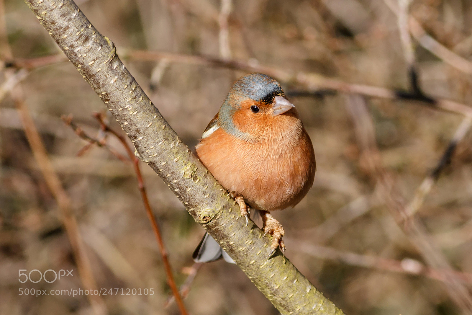 Canon EOS 1100D (EOS Rebel T3 / EOS Kiss X50) sample photo. Img chaffinch photography