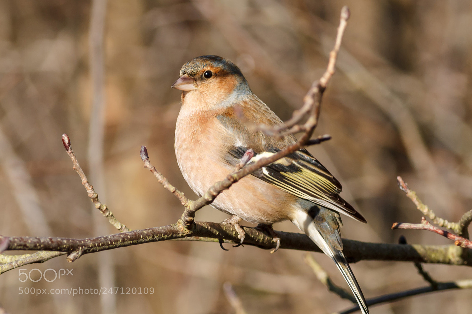 Canon EOS 1100D (EOS Rebel T3 / EOS Kiss X50) sample photo. Img chaffinch photography