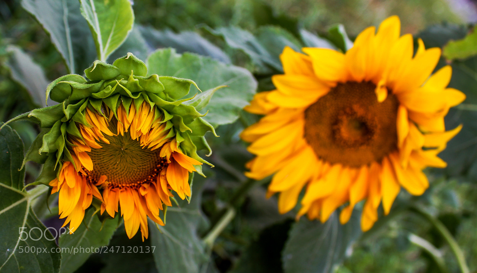 Canon EOS 1100D (EOS Rebel T3 / EOS Kiss X50) sample photo. Sunflower photography