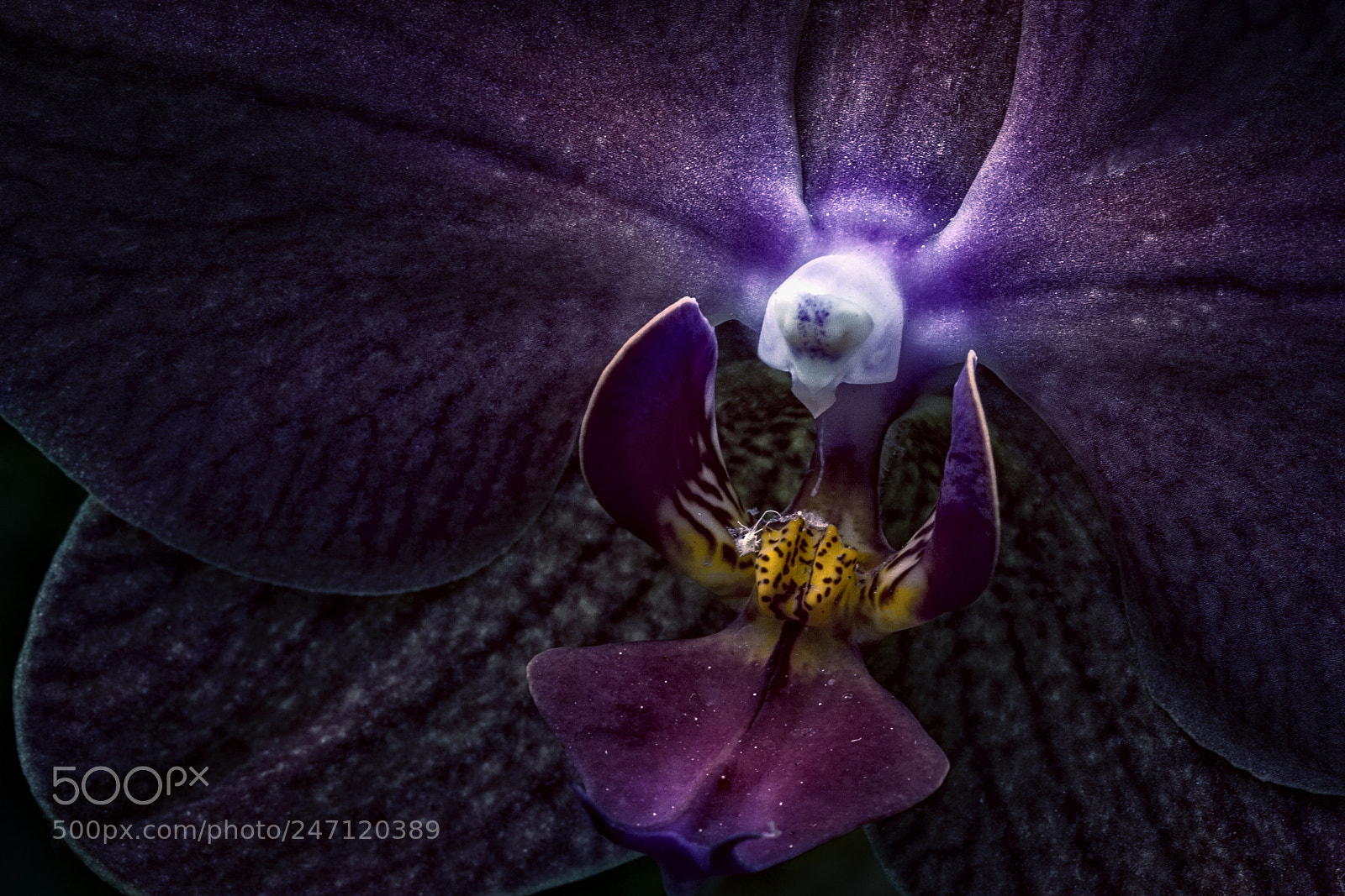 Canon EOS 50D sample photo. Orchid color version photography