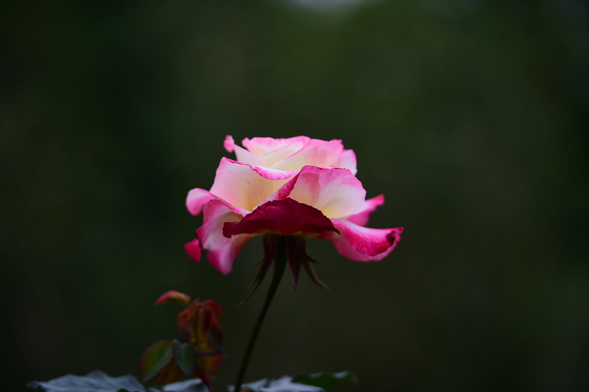 Nikon AF-S Nikkor 70-200mm F2.8G ED VR II sample photo. Dsc photography