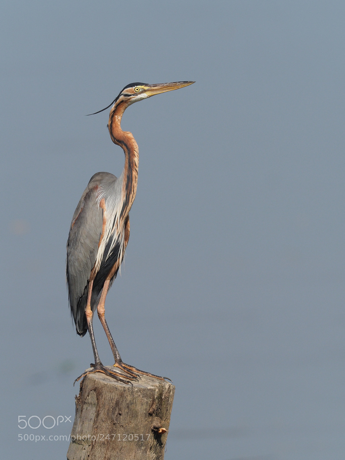 Olympus OM-D E-M1 Mark II sample photo. Purple heron on a photography