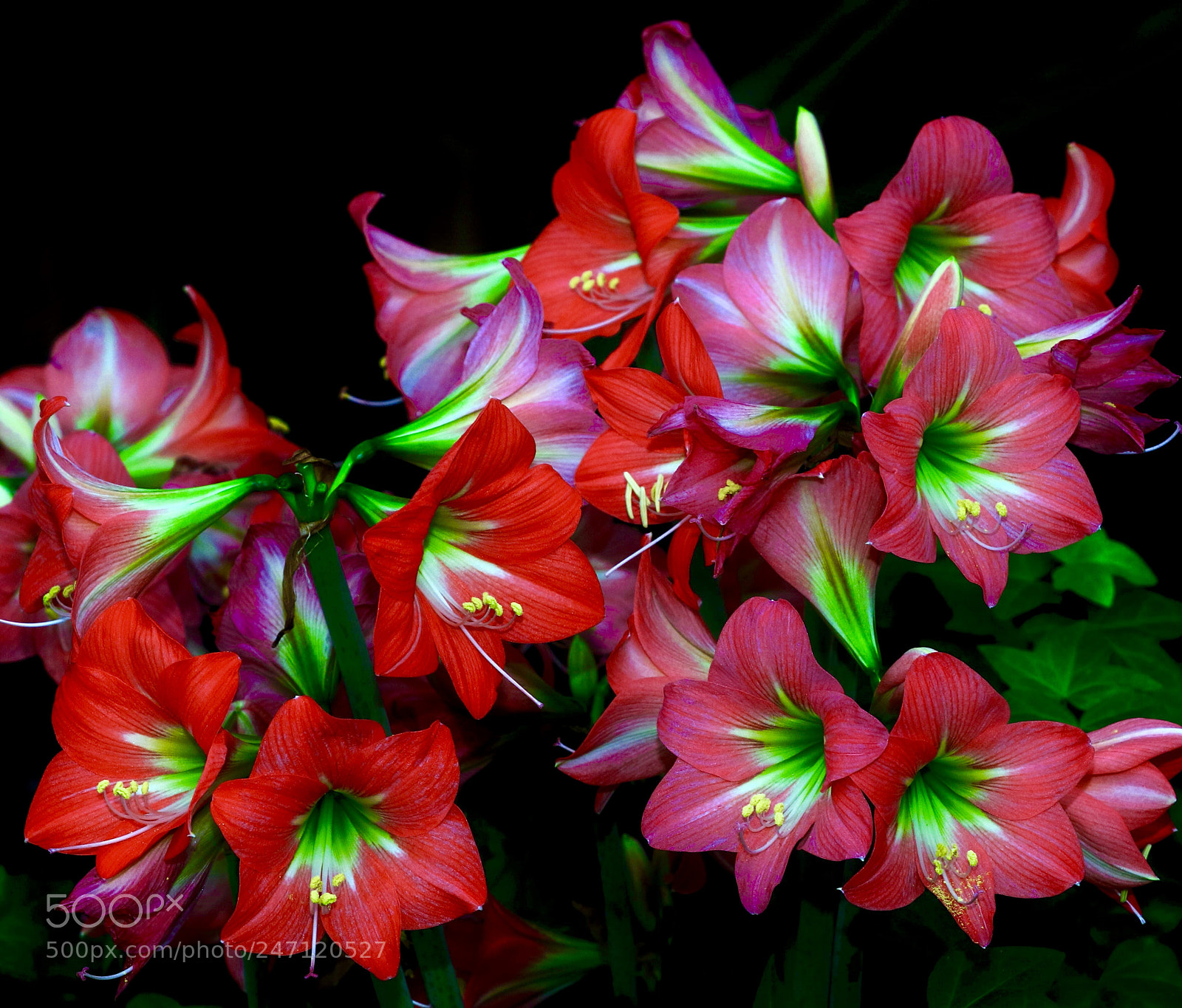 Canon EOS 7D Mark II sample photo. Colorful photography