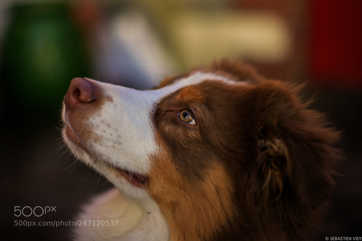 Canon EOS 6D Mark II sample photo. Nectar 2 photography