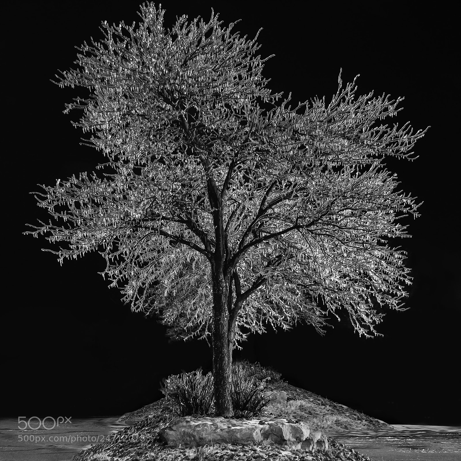 Canon EOS 650D (EOS Rebel T4i / EOS Kiss X6i) sample photo. Like a tree made photography