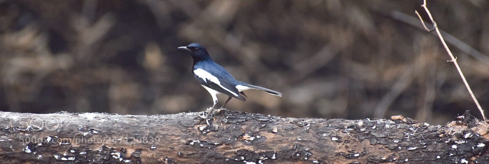 Nikon D3400 sample photo. Robin bird... photography