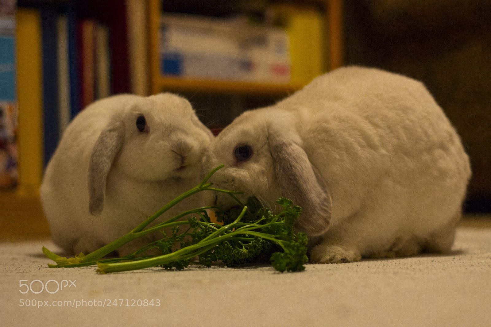 Canon EOS 600D (Rebel EOS T3i / EOS Kiss X5) sample photo. Img photography