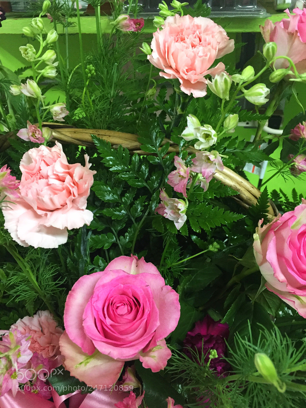 Apple iPhone 6 Plus sample photo. Today’s flower ? photography
