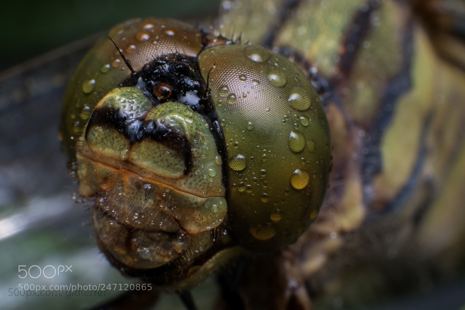 Fujifilm X-T2 sample photo. Dragonfly photography