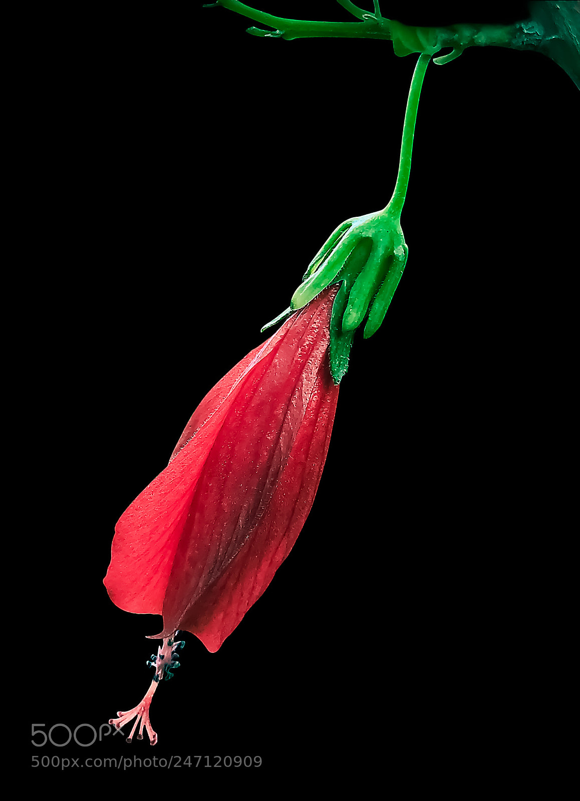 Apple iPhone 7 Plus sample photo. Sad flower photography