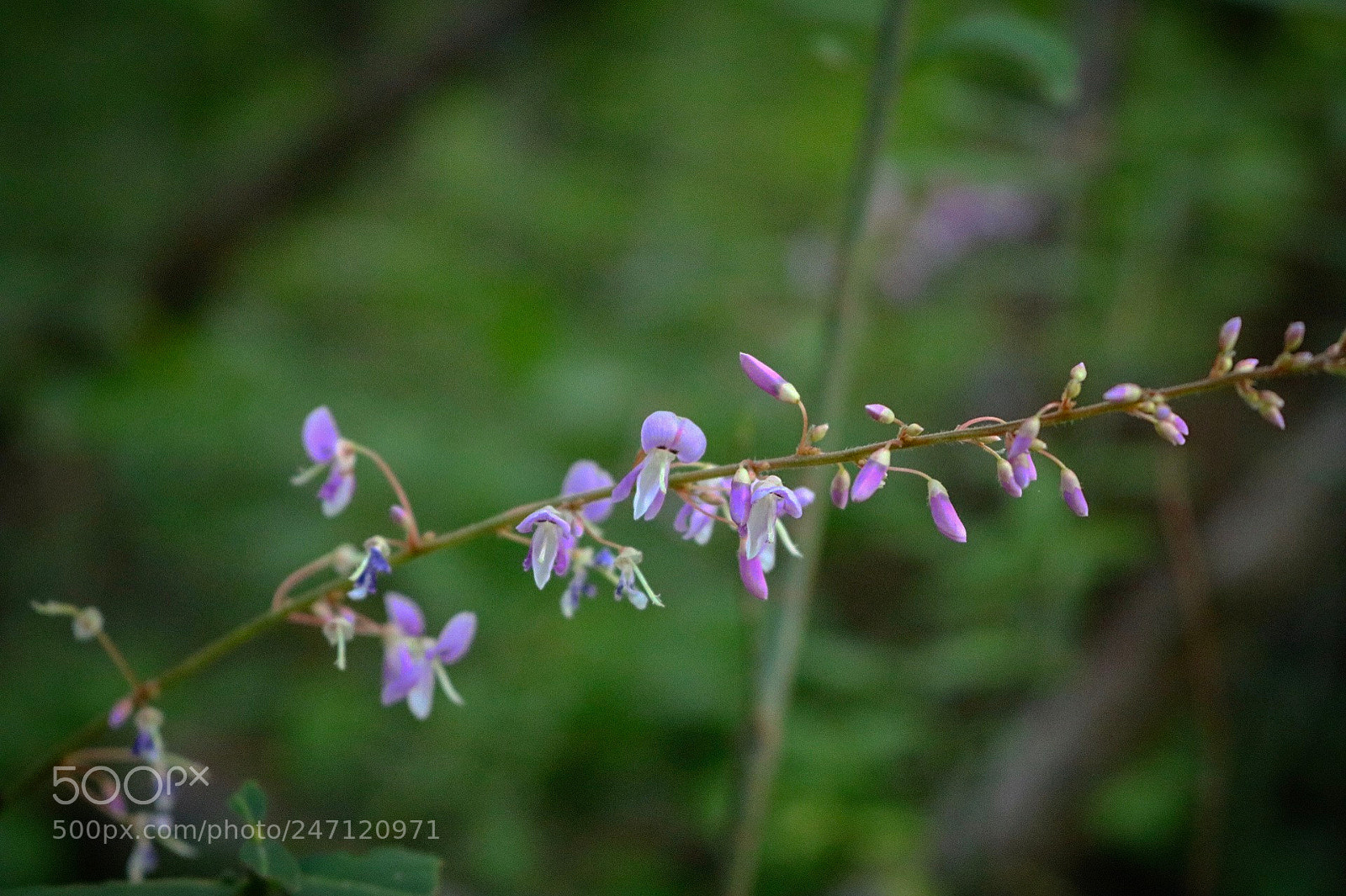 Canon EOS 750D (EOS Rebel T6i / EOS Kiss X8i) sample photo. I took this photo photography
