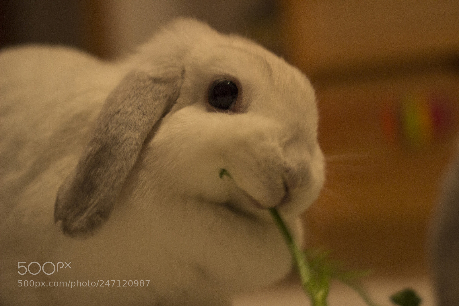 Canon EOS 600D (Rebel EOS T3i / EOS Kiss X5) sample photo. Img photography