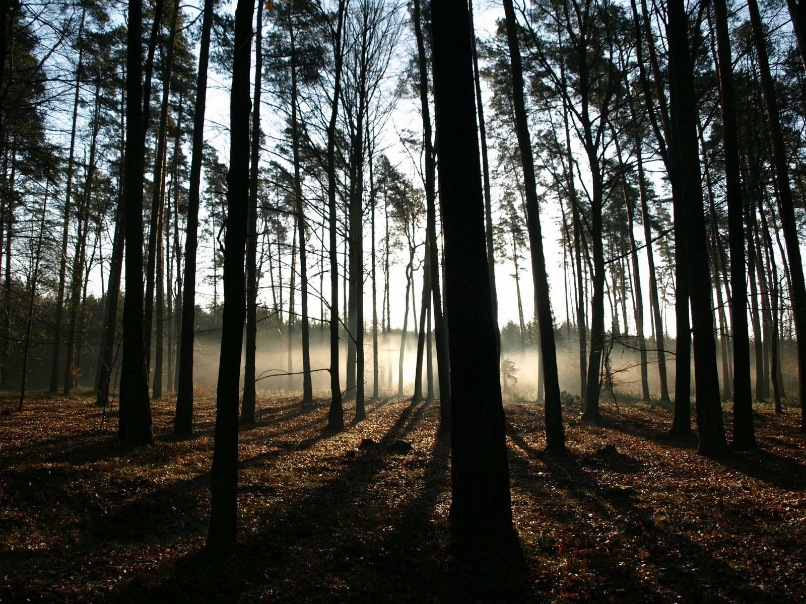 Olympus E-410 (EVOLT E-410) sample photo. Morning sun in the forest fogg photography