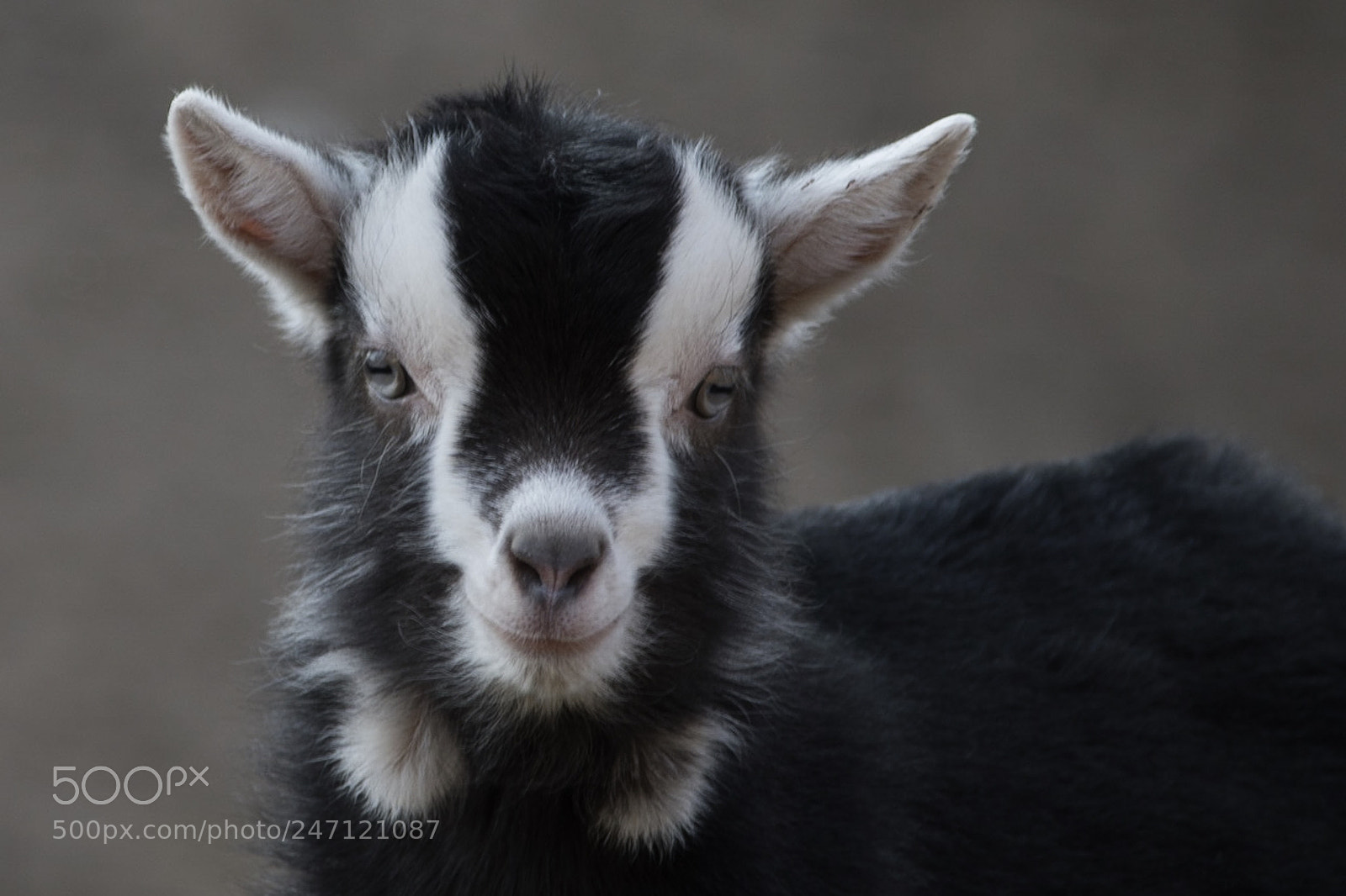 Nikon D7500 sample photo. Goat photography