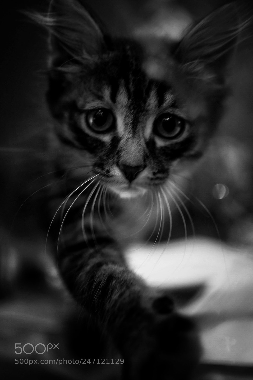 Nikon D7200 sample photo. КотЭ photography