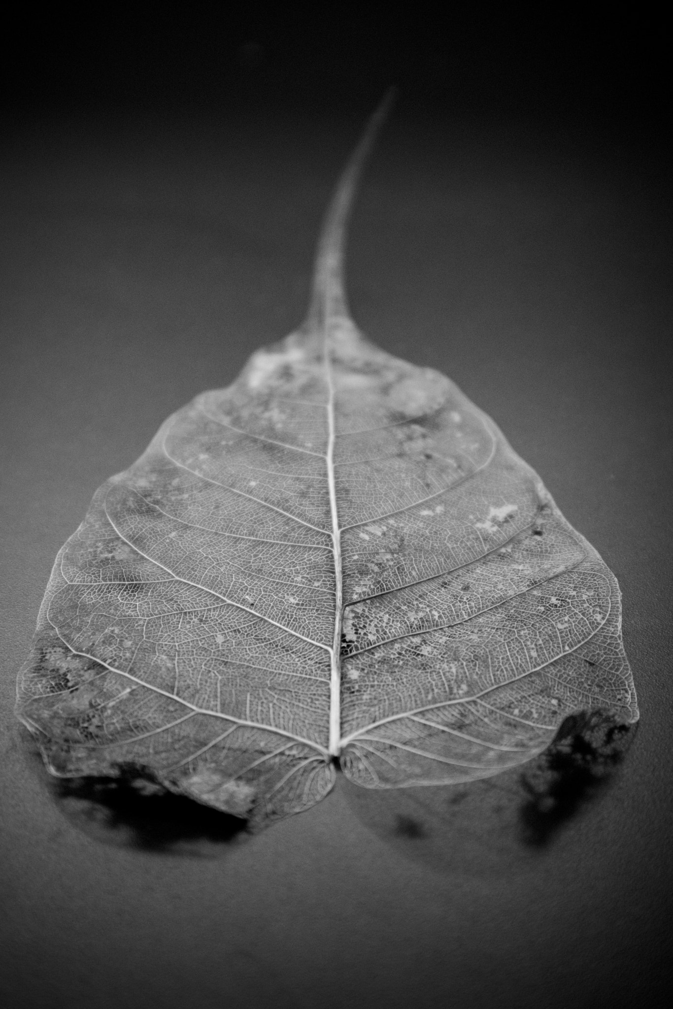 Canon EOS M6 sample photo. Vascular photography