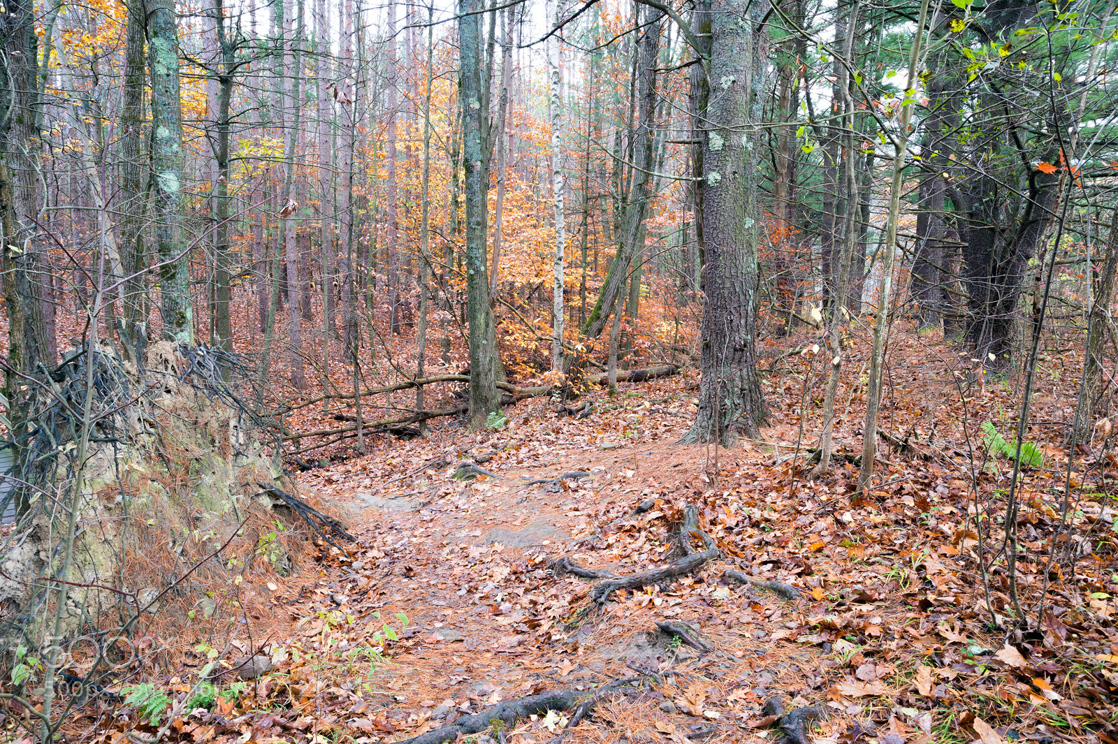 Nikon Df sample photo. Gnarly october forest photography