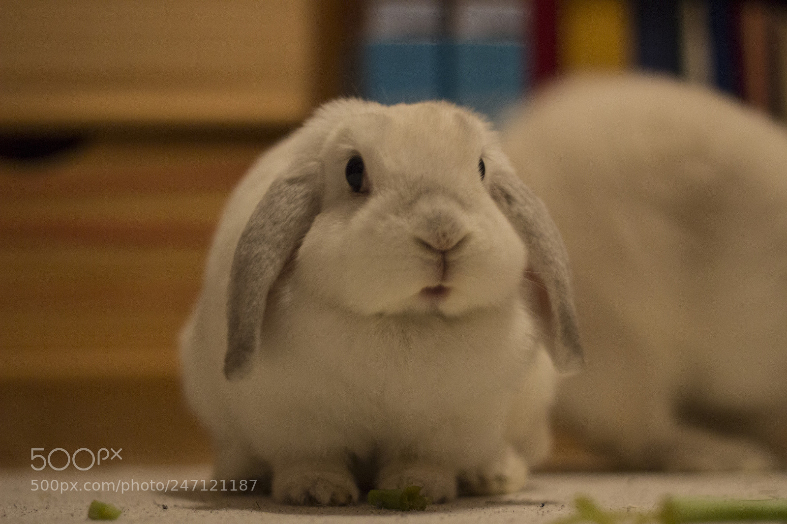 Canon EOS 600D (Rebel EOS T3i / EOS Kiss X5) sample photo. Img photography