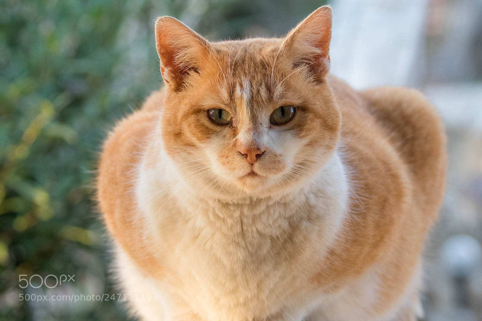 Canon EOS-1D X Mark II sample photo. Untitled photography