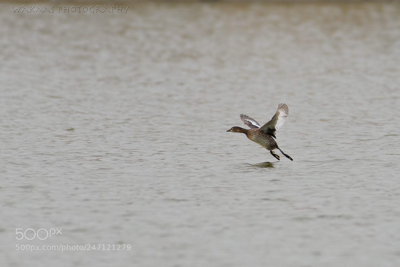 Nikon D500 sample photo. Little grebe photography