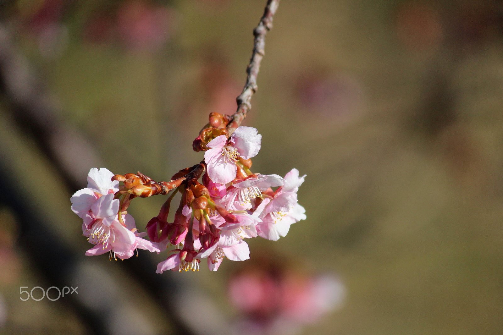 Canon EOS 100D (EOS Rebel SL1 / EOS Kiss X7) sample photo. Spring has come ! photography