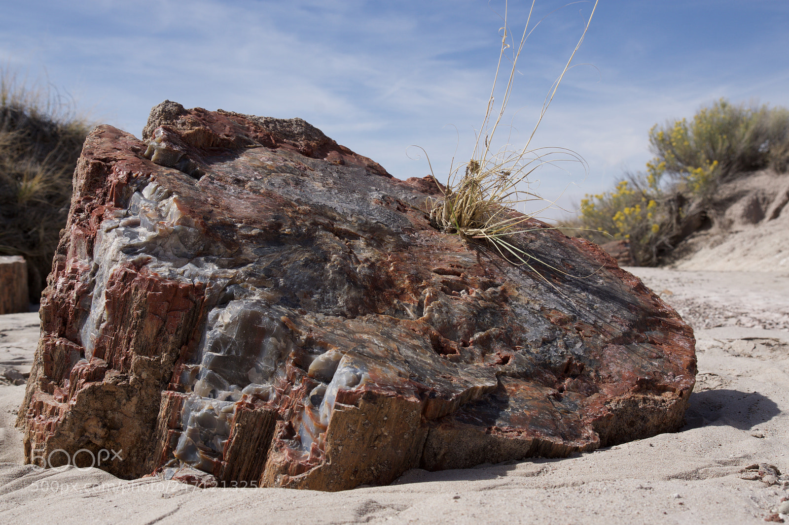 Sony ILCA-77M2 sample photo. Petrified forest photography