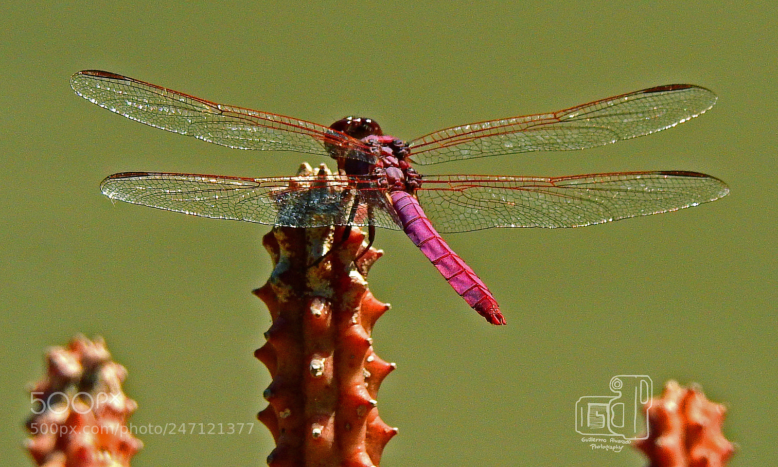 Nikon Coolpix P900 sample photo. Another pink dragonfly photography