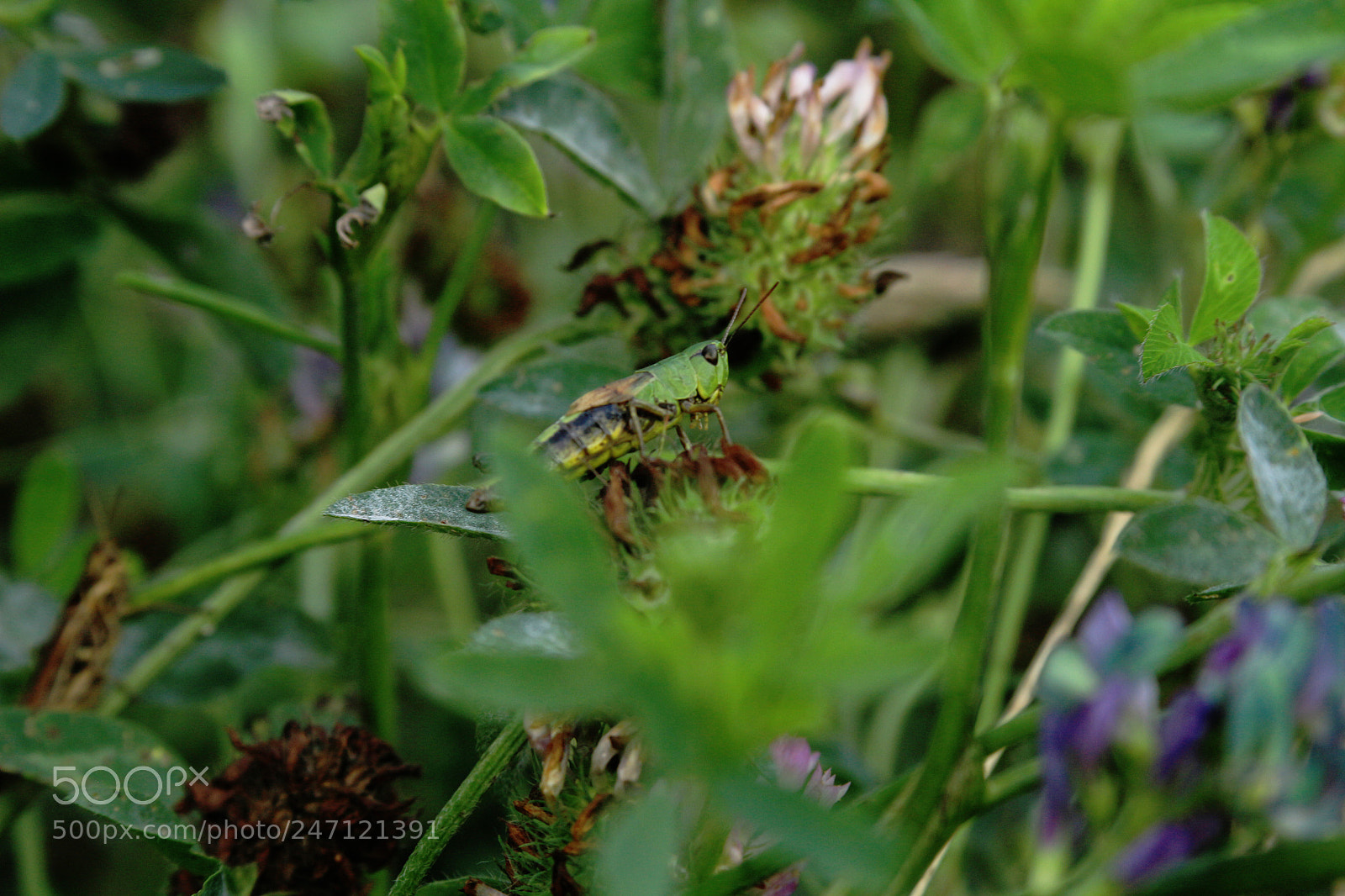 Canon EOS 100D (EOS Rebel SL1 / EOS Kiss X7) sample photo. Grasshoper photography